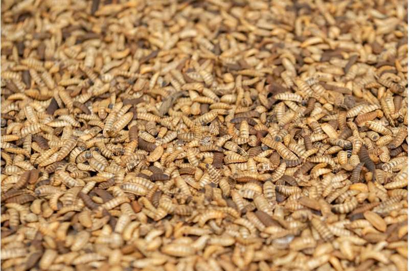 Promising anti-inflammatory properties of black soldier fly larvae oil – implications on conditions such as ulcerative colitis