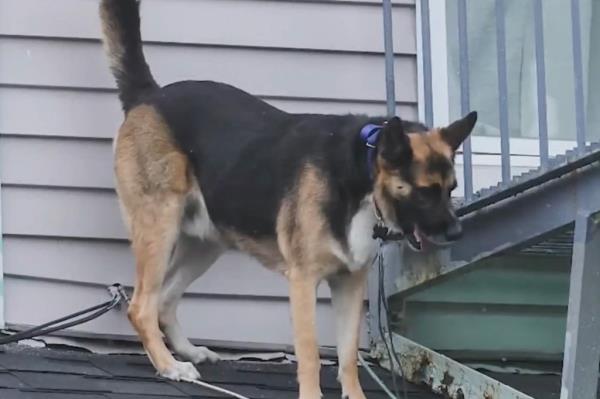 dog on roof