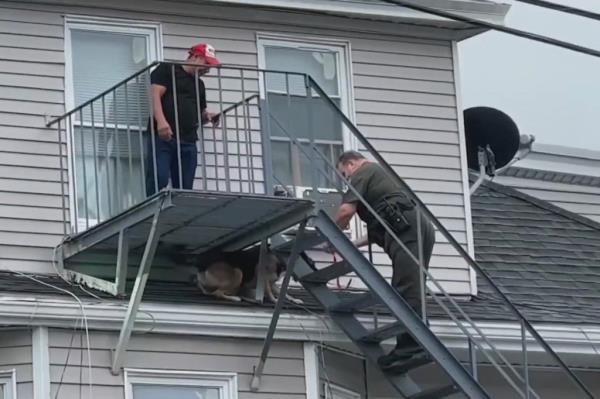 dog rescued from roof