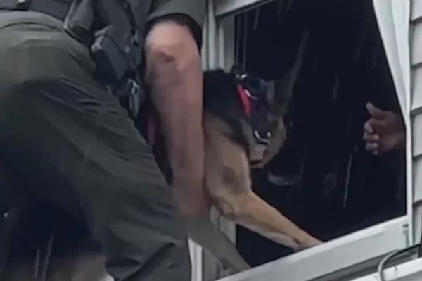 The stranded pup was lifted and placed back inside the building.