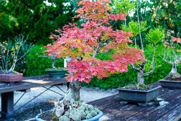 iStock-Jennifer-Japanese-Maple-Bonsai-Tree.jpg