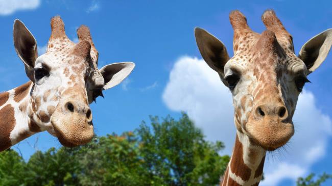 20-facts-about-elmwood-park-zoo