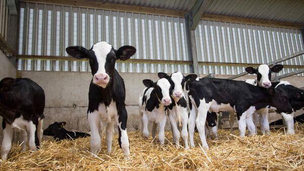 The value of Irish food exports declines as prices stabilise 