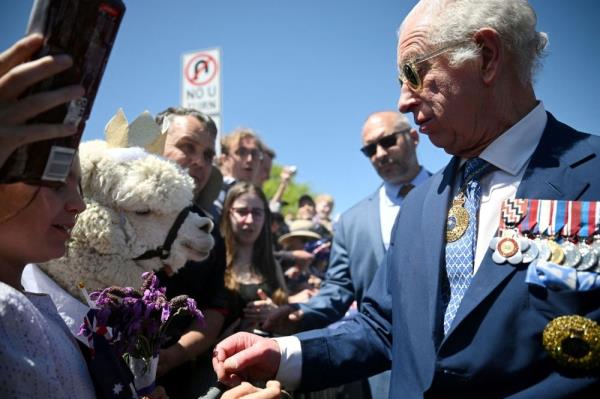In Canberra visit, King Charles gets sneezed on by suit-and-crown-wearing alpaca named after Hugh Hefner (VIDEO)